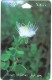 Oman - Capparis Spinosa, Flowers, 29OMNF, 1995, 250.000ex, Used - Oman