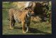 Animal - Tigre De Sumatra / Parc Zoologique De Doué La Fontaine - Tigres