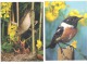 Lot De 5 CP - Oiseau - Oiseaux  - La Chaîne Bleue Mondiale - Oiseaux