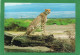 CHEETAH / Léopard / KENYA AFRICAN WILDLIFE  CPM  Année1990   Timbres  Papillons état Impeccable - Kenia