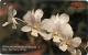 Singapore - Hawaiian Beauty, Orchids, 14SIGC, 1991, 630.000ex, Used - Singapour