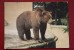 From ANIMALS OF AMERICA IN BRATISLAVA ZOO Set.  Kodiak Bear. 1970s Postcard - Beren