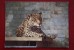 From ANIMALS OF AMERICA IN BRATISLAVA ZOO Set.  Jaguar. 1970s Postcard - Tiger