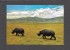 ANIMAL - ANIMAUX - AFRICA - RHINOS IN NGORONGORO CRATER - BY SAPRA STUDIO - Rhinoceros