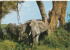 AFRICA, UGANDA, Elephant  1968, Stamp Bird, Old Photo Postcard - Ouganda