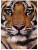 (760) WWF Tiger - Tigre - Tiger