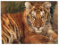 (760) WWF Tiger Cub - Tigre - Tigres