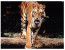 (760) WWF Tiger - Tigre (folding Card) - Tiger