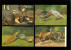 Beau Lot De 20 Cartes Postales De Fantaisie Volaille Poule Coq Dinde  Mooi Lot Van 20 Postkaarten Fantasie Gevogelte Hen - 5 - 99 Postales