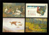 Beau Lot De 20 Cartes Postales De Fantaisie Volaille Poule Coq Dinde  Mooi Lot Van 20 Postkaarten Fantasie Gevogelte Hen - 5 - 99 Postkaarten