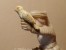 Delcampe - QAJAR - Fin XIXe - Fauconnier à Cheval En Plastique Sauvage Sur Marbre Griotte - Arte Oriental