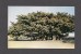 FLEURS - ARBRES - BANYAN TREE - PHOTO BY IRVING ROSEN - Arbres