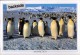 ANTARCTIC, BELGIEN , 1995/96 " Exp. MONT VINSON Last Summit ",  Cachet + Sign Climbers , Look Scan !! 24.11-04 - Expediciones Antárticas
