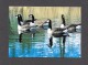 ANIMAL - ANIMAUX - OISEAUX - BIRDS - BERNACHES DU CANADA - CANADA GEESE - BRANTA CANADENSIS - FOTO E. POTT - Oiseaux