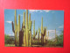 Arizona Desert Cactus Tree Postcard - Trees