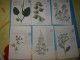 Lot 6 Cpa Les Plantes Utiles - Heilpflanzen