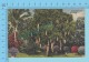 USA Florida ( A Sausage Tree In Florida ) Linen Postcard CPSM 2 Scans - Trees