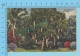 USA Florida ( A Sausage Tree In Florida ) Linen Postcard CPSM 2 Scans - Arbres