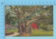 USA Florida ( Giant Banyan Tree  ) Linen Postcard CPSM 2 Scans - Trees
