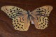 IMAGE DECOUPIS  Marque NOVA  Mamie Nova  Laitage PAPILLON ARGYNNE TABAC D ESPAGNE - Animals