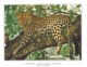 South Africa RSA 2001 Kruger National Park Cheetah Robben Island Stamp Booklet Stamp Viewcard - Brieven En Documenten