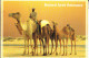 UNITED ARAB EMIRATES, Camels - Ver. Arab. Emirate