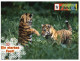 (111) WWF - Tigers - Tigres - Tijgers