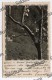 1938 - Albero Tree - Fiore Flower - S. Albano Stura Cuneo - Trees