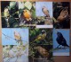 Birds. Set Of 18 Postcards 1975 - Birds