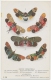 Butterflies EXOTIC HOMOPTERA Lycorma Aphaena Etc. Luxury Print Colour Card British Museum C. 1908 - Papillons