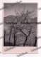 1941 - FOTO FOTOGRAFICA ARTISTICA - Albero Tree - Trees