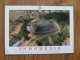 50455 POSTCARD: INDONESIA: Borobudur In Central Java, Near Yogyakarta, Is The World´s Largest Buddhist Monument. - Indonesia