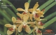 Singapore - Vandaenopsis Twinkle, Orchids, 16SIGB, 1992, 730.000ex, Used - Singapour