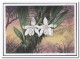 Dominica 1997, Postfris MNH, Flowers, Orchids - Dominica (1978-...)