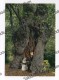Archicenobio Di CAMALDOLI - Foresta Albero Tree - Arezzo Monaco - Trees