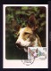 PODENCO IBICENCO Spanish Breed Dogs Espagnol Chiens De Race Animals Faune Carte Maximum Cards Mc481 - Other & Unclassified