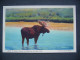 US Wyoming - A BULL MOOSE, YELLOWSTONE NATIONAL PARK - Copyright 1935 By Haynes,  Unused - Yellowstone