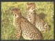 MOZAMBIQUE Maputo African Fauna Cheta Cheetah 1978 - Tigres