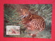 Belize Serie World Animals Widelife Fund 1983 Nice Stamp - Belize