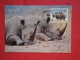 Swaziland Serie World Animals Widelife Fund 1987 Nice Stamp - Swaziland