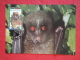 Fiji Serie World Animals Widelife Fund 1997 Nice Stamp - Fidji