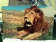Delcampe - 12 CARD   LEONI LEONE LEONESSA PARCHI  ZO VERONA CUNEO  ASASNO E AFRICA FE7630 - Lions