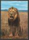 LION African Wild Life Kenya Nairobi 1966 - Lions