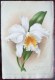 Delcampe - RARE SUPERBE LOT 12X Litho Lithographie Dim 27x18 Cm Illustrateur A. GOOSENS Ricker & Mendel La Tribune Horticole Fleur - Collections