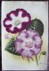 Delcampe - RARE SUPERBE LOT 12X Litho Lithographie Dim 27x18 Cm Illustrateur A. GOOSENS Ricker & Mendel La Tribune Horticole Fleur - Collections