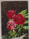 ROSAS - ROSES. CIRCULADA HOLANDA. USADO - USED. - Flores