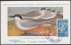 TMA-24 CUBA 1954. TARJETA MAXIMA FDC GAVIOTA ENTREGA ESPECIAL. SPECIAL DELIVERY. BIRD AVES PAJAROS. - Cartes-maximum