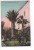 28838  PALME DELL ´ ISOLA MADRE  (LAGO MAGGIORE)  ~ 1910 - Autres & Non Classés