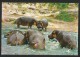 HIPPOS East African Wildlife Flusspferde Kenya Mombasa 1982 - Hippopotames