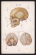 Human Anatomy - Skull And Brain, Japan's Vintage Postcard - Salute